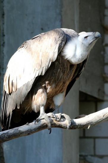 Gänsegeier Zoo Vivarium Darmstadt 2019