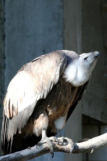 Gänsegeier Zoo Vivarium Darmstadt 2019