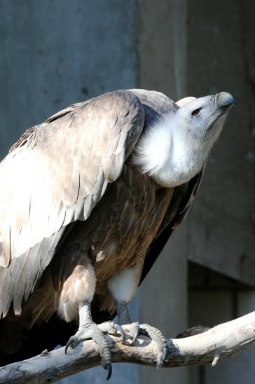 Gänsegeier Zoo Vivarium Darmstadt 2019