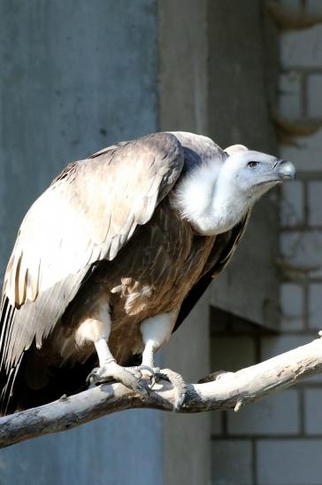 Gänsegeier Zoo Vivarium Darmstadt 2019