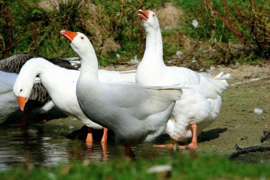 Gans Wildpark Alte Fasanerie Klein Auheim 2015