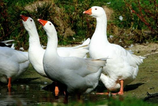 Gans verschiedene Rassen Wildpark Alte Fasanerie Klein Auheim 2015