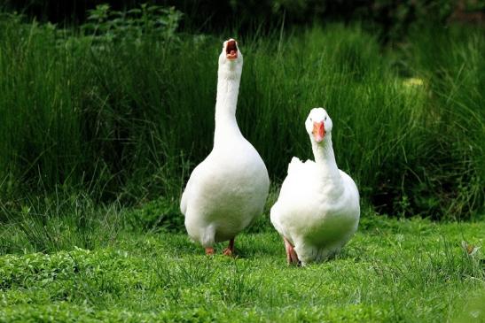 Gans verschiedene Rassen Wildpark Alte Fasanerie Klein Auheim 2015