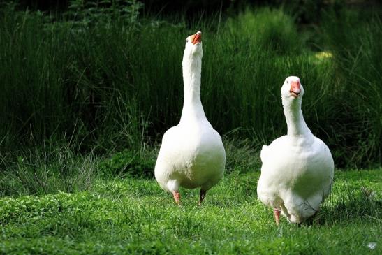 Gans verschiedene Rassen Wildpark Alte Fasanerie Klein Auheim 2015