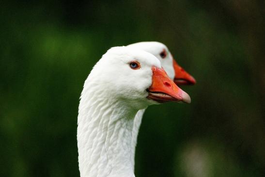 Gans verschiedene Rassen Wildpark Alte Fasanerie Klein Auheim 2015