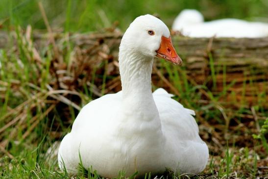 Gans verschiedene Rassen Wildpark Alte Fasanerie Klein Auheim 2017