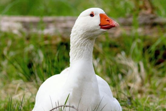 Gans verschiedene Rassen Wildpark Alte Fasanerie Klein Auheim 2017