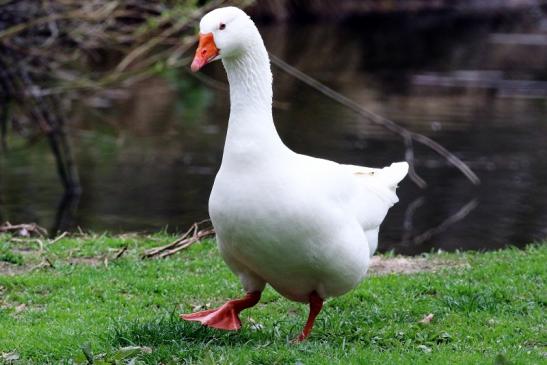 Gans - Wildpark Alte Fasanerie Klein Auheim 2019