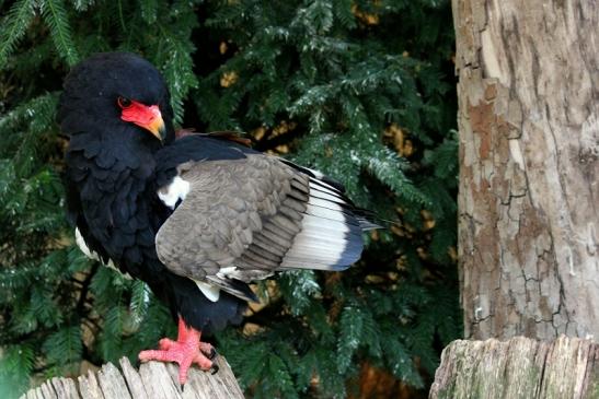 Gaukler Zoo Frankfurt am Main GVV 2012 