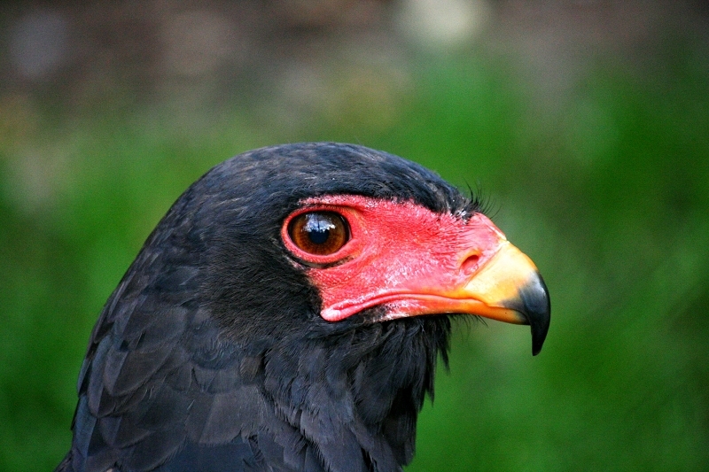 Gaukler Zoo Frankfurt am Main GVV 2012 