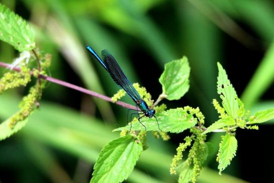 Gebänderte Prachtlibelle Bingenheimer Ried Wetterau 2016