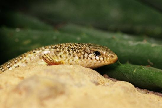 Gefleckter Walzenskink Zoo Vivarium Darmstadt 2014