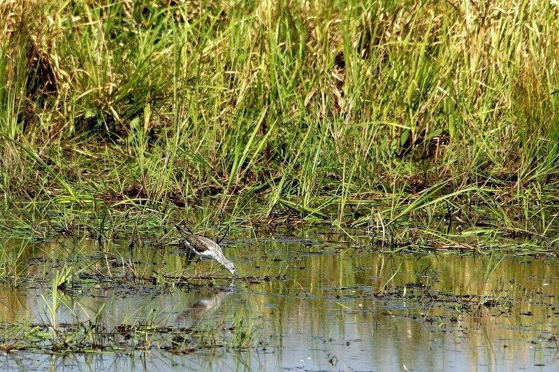 Gelbschenkel Bingenheimer Ried Wetterau 2016