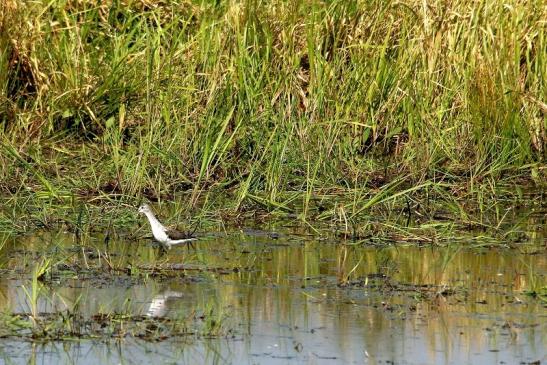 Gelbschenkel Bingenheimer Ried Wetterau 2016