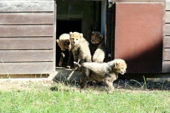 Geparden Nachwuchs - Belegfoto - Opel Zoo Kronberg 2019