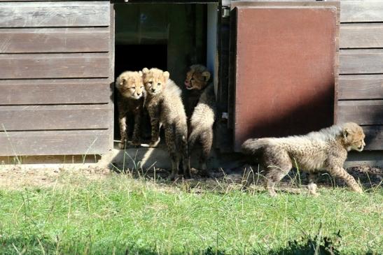 Geparden Nachwuchs - Belegfoto - Opel Zoo Kronberg 2019