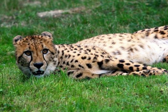 Gepard ( Neuzugang ) Opel Zoo Kronberg 2015