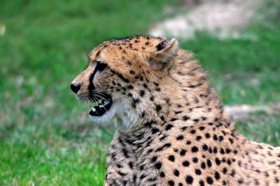 Gepard ( Neuzugang ) Opel Zoo Kronberg 2015