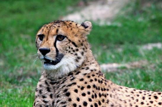 Gepard ( Neuzugang ) Opel Zoo Kronberg 2015