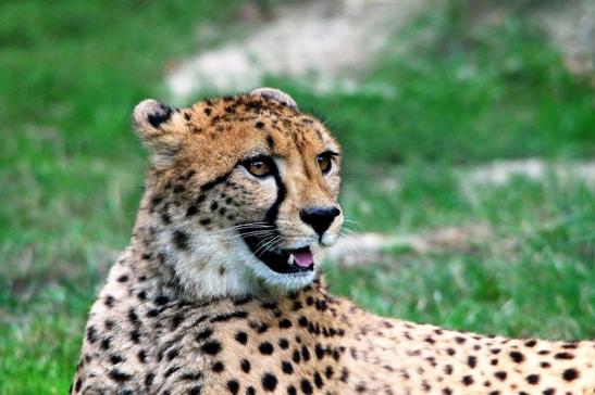 Gepard ( Neuzugang ) Opel Zoo Kronberg 2015