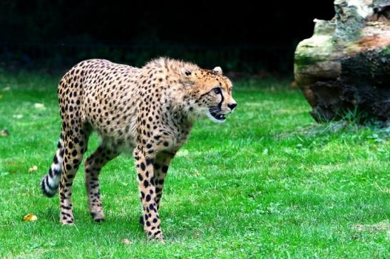 Gepard ( Neuzugang ) Opel Zoo Kronberg 2015