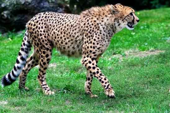 Gepard ( Neuzugang ) Opel Zoo Kronberg 2015