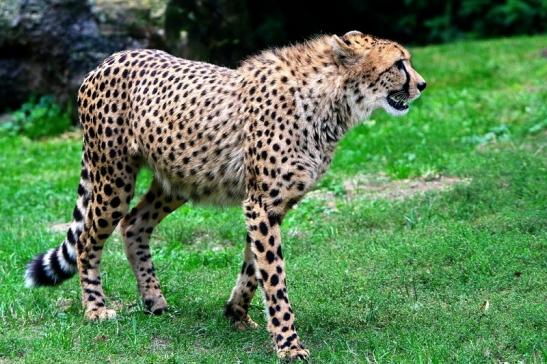 Gepard ( Neuzugang ) Opel Zoo Kronberg 2015