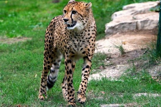 Gepard ( Neuzugang ) Opel Zoo Kronberg 2015