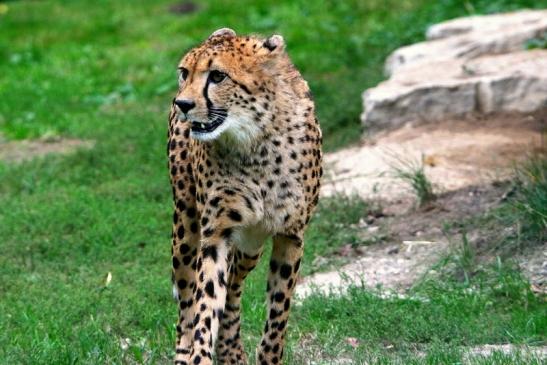 Gepard ( Neuzugang ) Opel Zoo Kronberg 2015