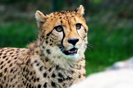 Gepard ( Neuzugang ) Opel Zoo Kronberg 2015