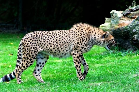 Gepard ( Neuzugang ) Opel Zoo Kronberg 2015