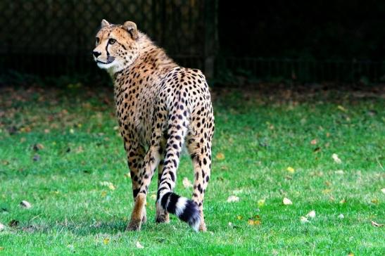 Gepard ( Neuzugang ) Opel Zoo Kronberg 2015