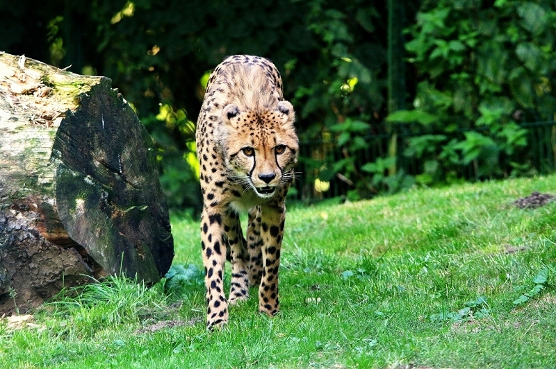 Gepard ( Neuzugang ) Opel Zoo Kronberg 2015