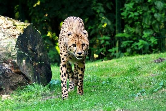 Gepard ( Neuzugang ) Opel Zoo Kronberg 2015