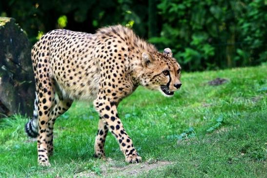 Gepard ( Neuzugang ) Opel Zoo Kronberg 2015