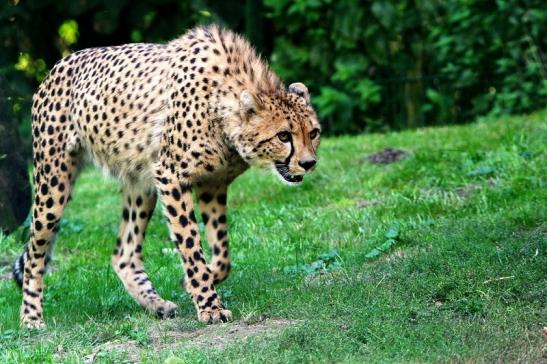 Gepard ( Neuzugang ) Opel Zoo Kronberg 2015