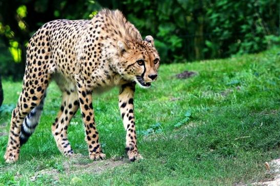 Gepard ( Neuzugang ) Opel Zoo Kronberg 2015