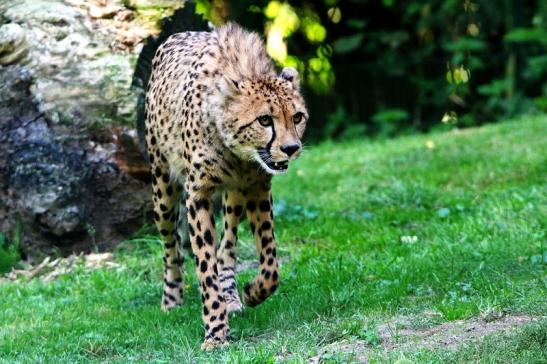 Gepard ( Neuzugang ) Opel Zoo Kronberg 2015