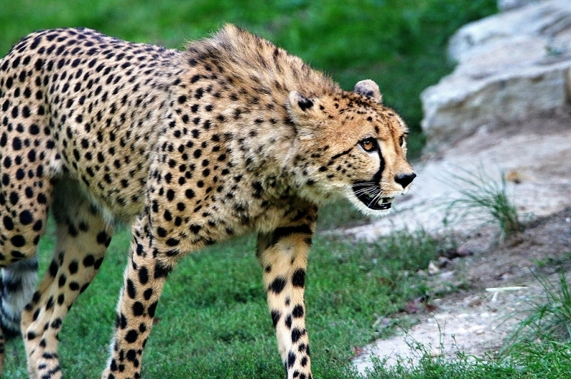 Gepard ( Neuzugang ) Opel Zoo Kronberg 2015