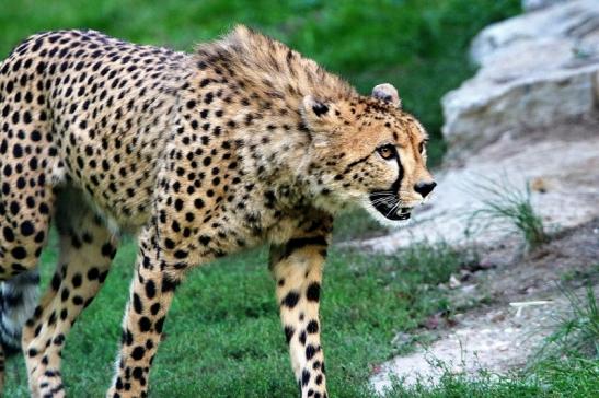 Gepard ( Neuzugang ) Opel Zoo Kronberg 2015