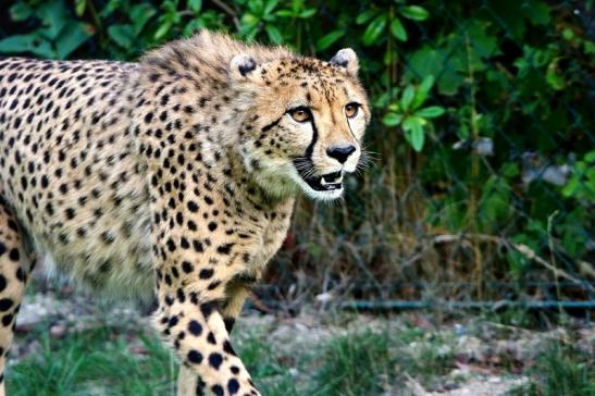 Gepard ( Neuzugang ) Opel Zoo Kronberg 2015