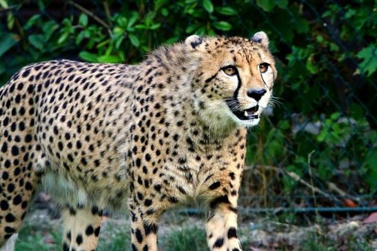 Gepard ( Neuzugang ) Opel Zoo Kronberg 2015