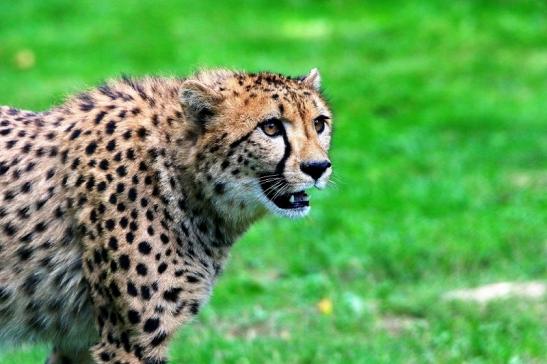 Gepard ( Neuzugang ) Opel Zoo Kronberg 2015