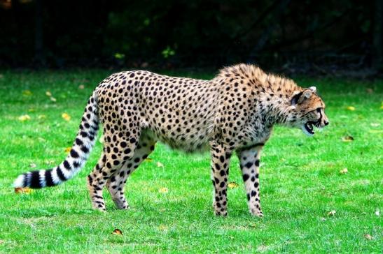 Gepard ( Neuzugang ) Opel Zoo Kronberg 2015