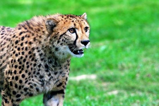 Gepard ( Neuzugang ) Opel Zoo Kronberg 2015