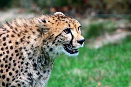 Gepard ( Neuzugang ) Opel Zoo Kronberg 2015