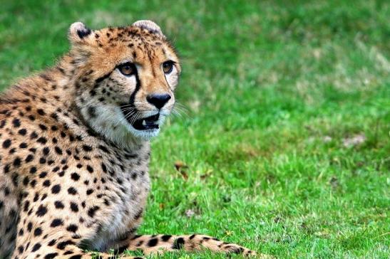 Gepard ( Neuzugang ) Opel Zoo Kronberg 2015