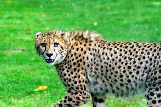 Gepard ( Neuzugang ) Opel Zoo Kronberg 2015