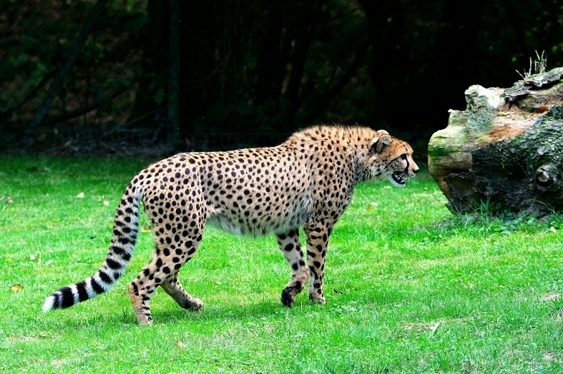 Gepard ( Neuzugang ) Opel Zoo Kronberg 2015