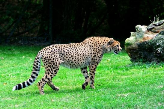 Gepard ( Neuzugang ) Opel Zoo Kronberg 2015